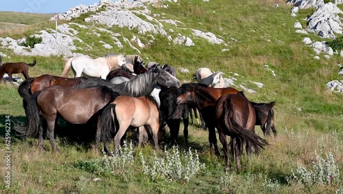 Group of a wild horses in nature. Herd of horses near Livno, Bosnia and Herzegovina.  photo