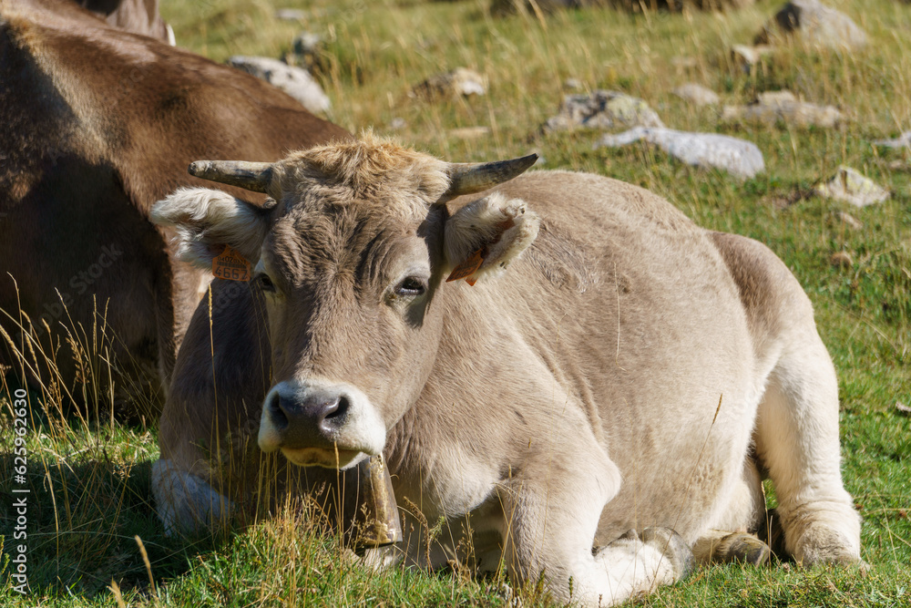 Portrait of a cow laying on a green meadow in spanish Pyrenees Mountains, Aragon, Spain Portrait of a cow laying on a green meadow in spanish Pyrenees Mountains, Aragon, Spain