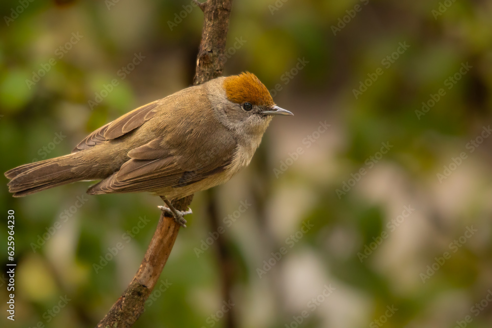 Fototapeta premium Mönchsgrasmücke auf einem Ast in der Natur
