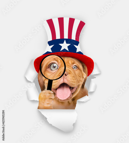 Happy Mastiff puppy wearing like Uncle Sam looking through a hole in paper and looking thru a magnifying lens. isolated on white background © Ermolaev Alexandr