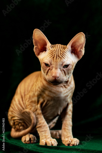 Sphynx kitten posing on green velvet background with studio light