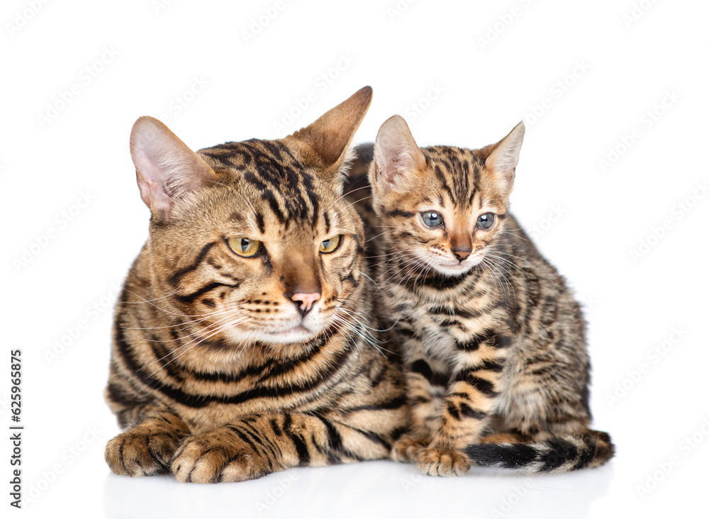 Adult bengal cat and tiny kitten lying together and looking away on empty space. isolated on white background