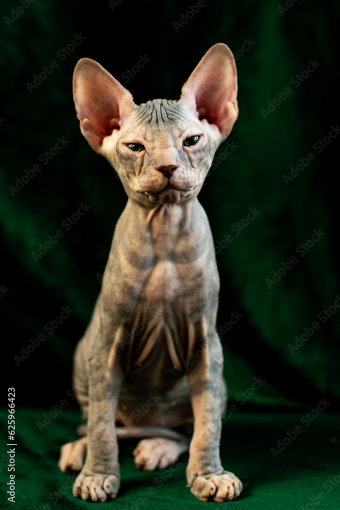 Sphynx kitten posing on green velvet background with studio light Sphynx kitten posing on green velvet background with studio light