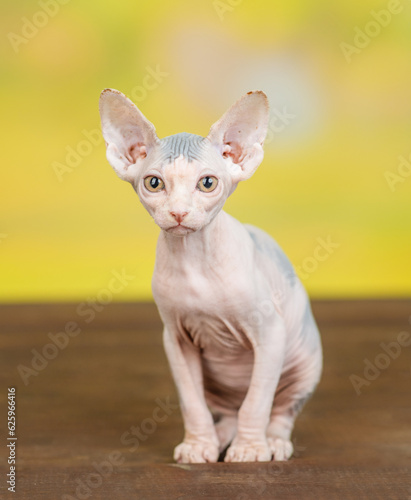 Sphynx kitten sits in front view and looks at camera at summer park