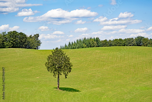 A lone tree stands in the middle of a large green meadow in the Black Forest  Germany.