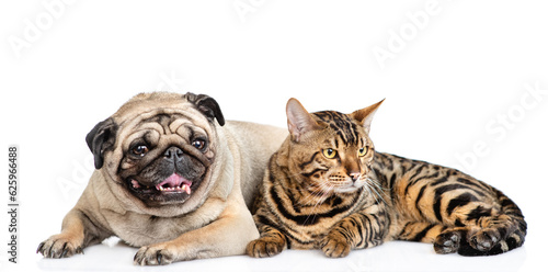 Pug dog lying with adult cat. Pets look away on empty space. isolated on white background