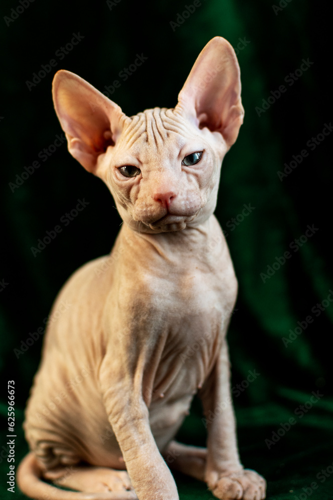 Sphynx kitten posing on green velvet background with studio light