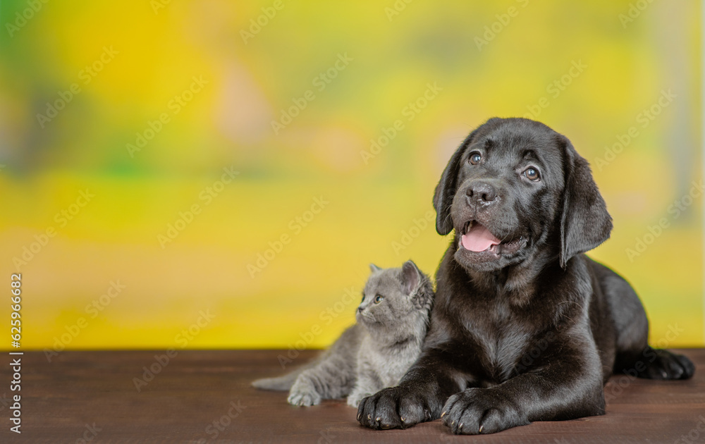 Black labrador puppy lying with tiny kitten at summer park. Empty space for text Black labrador puppy lying with tiny kitten at summer park. Empty space for text