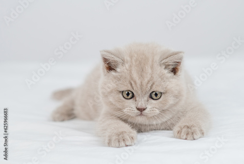 Cute kitten lying on a bed at home