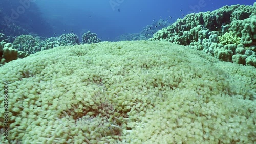 Camera moves forward over large Flowerpot coral or Anemone coral (Goniopora columna) colony in coral garden, Slow motion photo