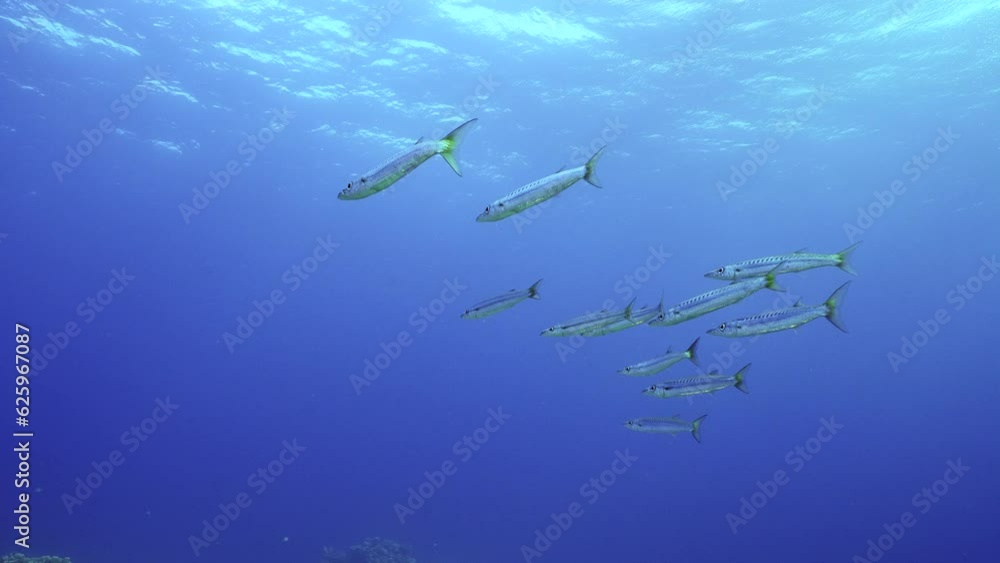 Group of Yellow-tail Barracuda (Sphyraena flavicauda) swims in blue depth sea, Slow motion Group of Yellow-tail Barracuda (Sphyraena flavicauda) swims in blue depth sea, Slow motion