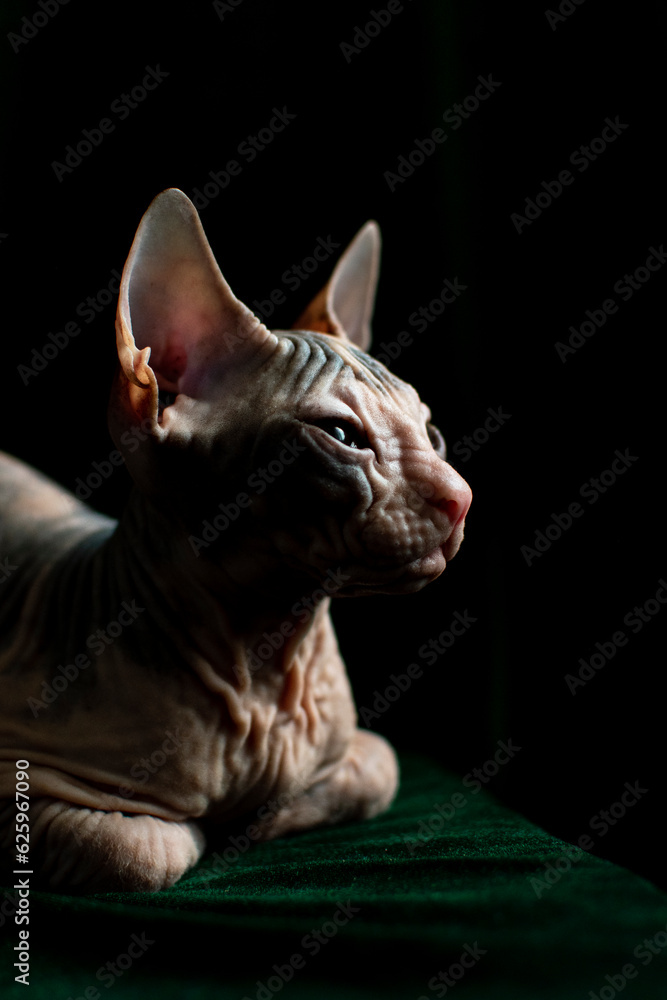 Sphynx kitten posing on green velvet background with studio light