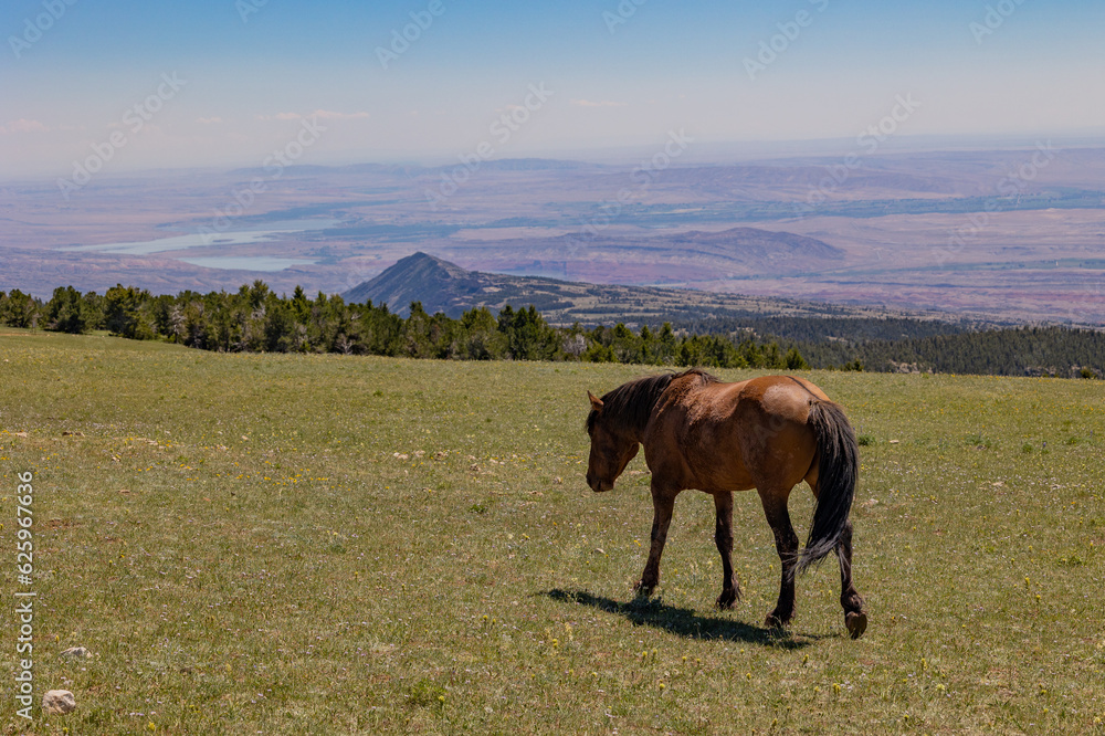 Wild Horse in Summer in the Pryor Mountains Montana Wild Horse in Summer in the Pryor Mountains Montana