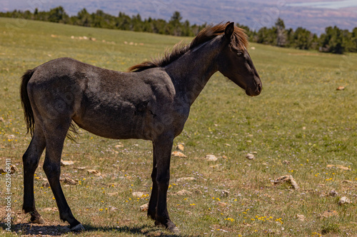 Wild Horse in Summer in the Pryor Mountains Montana