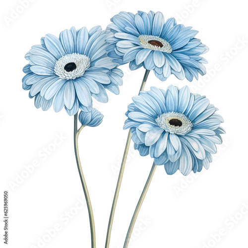 Watercolor pastel blue gerbera daisy flower isolation on transparent background