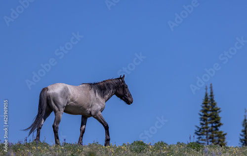 Wild Horse in Summer in the Pryor Mountains Montana © natureguy