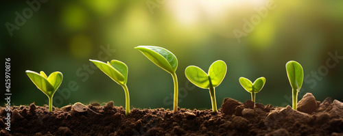 Green seedling illustrating concept of new life and investment.Concept of planting seedlings of agriculture.Concept of environmental,World Environment Day. Concept of carbon trading market.