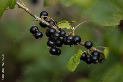 Dojrzały Owoc czarnej porzeczki