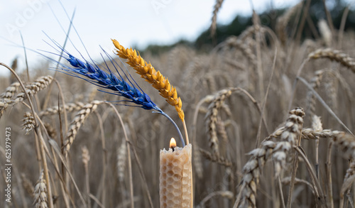 candle and two spikelets painted in yellow blue colors of Ukrainian flag against background of wheat field. Spikelets and fire in memory of those who died during Holodomor in Ukraine in 1932-1933.