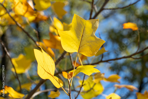 Beautiful branchs of tree with yellow bright leaves in blue sky background. Early autumn time. Lush gold foliage by soft sunlight. Orange leaf nature background. Warm weather in sunny day.