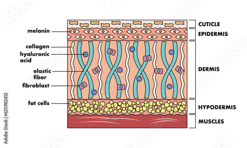 Skin anatomy. Structure human skin with collagen and elastin fibers, fibroblasts, fat cells, hyaluronic acid. Layers of skin for medical and educational pictures. Vector illustration