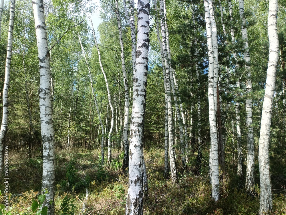 Fototapeta premium Rekyva forest during sunny day. Pine and birch tree woodland. Blueberry bushes are growing in woods. Sunny day. Nature. Rekyvos miskas.