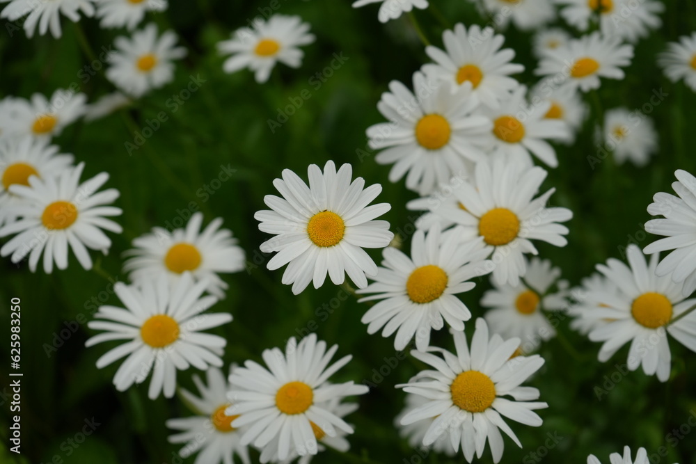 White Margarette flower - 白 マーガレット 花 White Margarette flower - 白 マーガレット 花