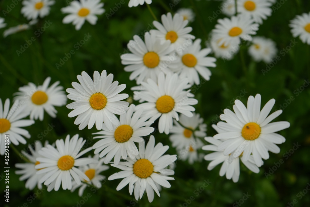 White Margarette flower - 白 マーガレット 花 White Margarette flower - 白 マーガレット 花