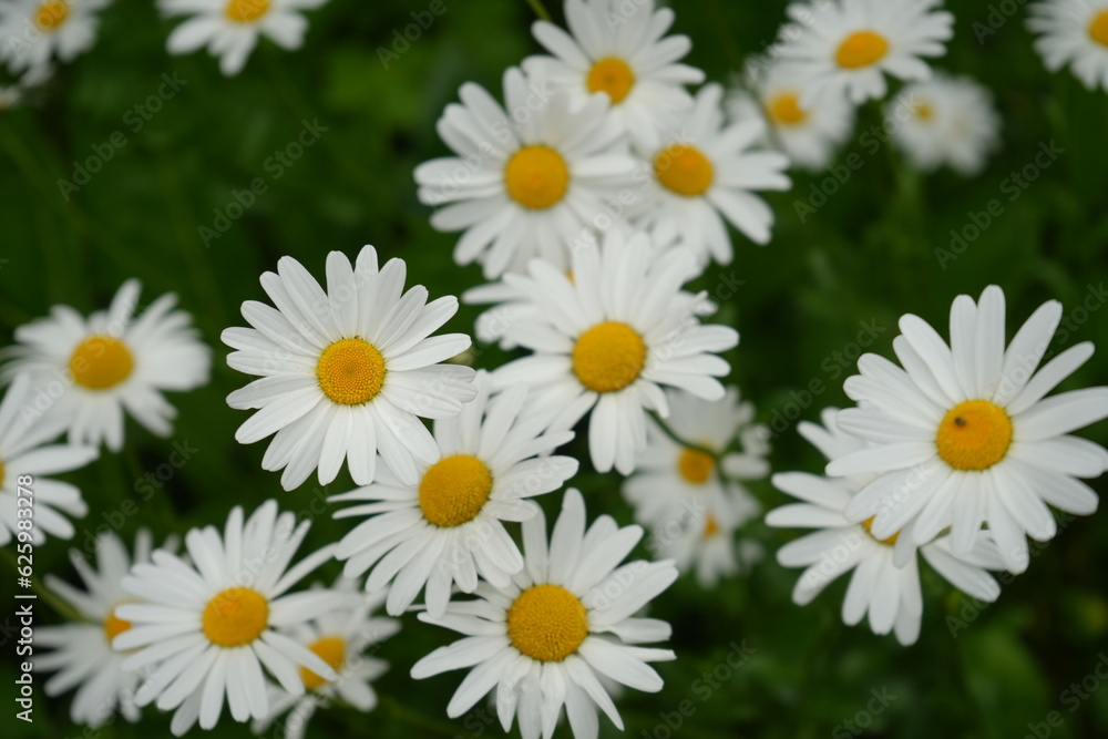 White Margarette flower - 白 マーガレット 花 White Margarette flower - 白 マーガレット 花