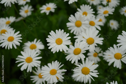 White Margarette flower -                            