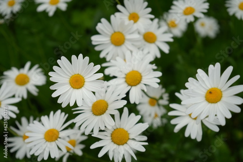 White Margarette flower - 白 マーガレット 花  © Eric Akashi