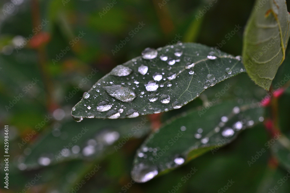 dark green leaves with raindrops on them isolated close up dark green leaves with raindrops on them isolated close up
