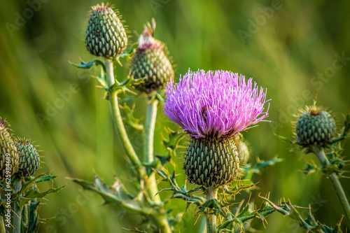 Canvas Print thistle in bloom