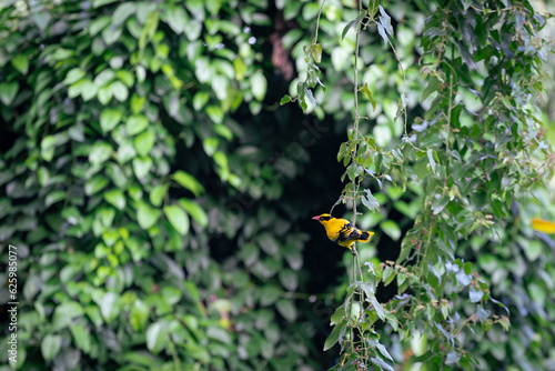 Yellow bird perched on a vine in a forest