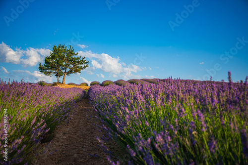 LAVENDER PARADISE