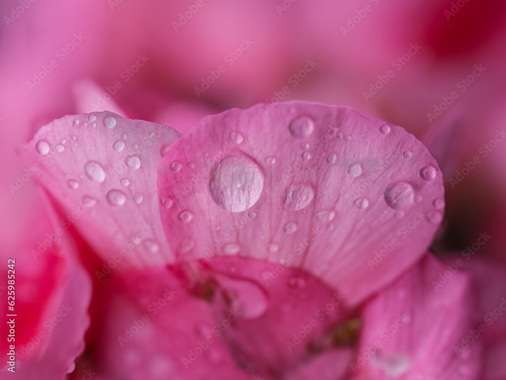 Fototapeta premium GOTAS EN ROSA