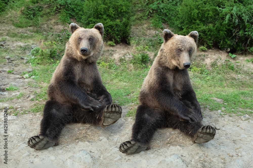 two bear sits in a clearing in the forest two bear sits in a clearing in the forest
