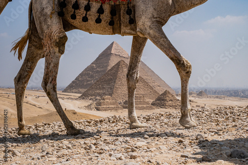 Patas de camello con las pirámides de fondo: pirámide de Micerinos, pirámide de Kefrén y pirámide de Keops, Egipto photo