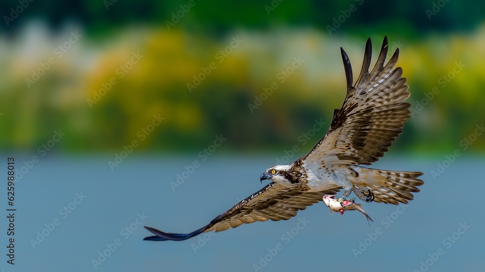 Obraz premium osprey