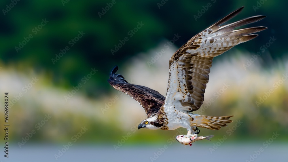 Fototapeta premium osprey