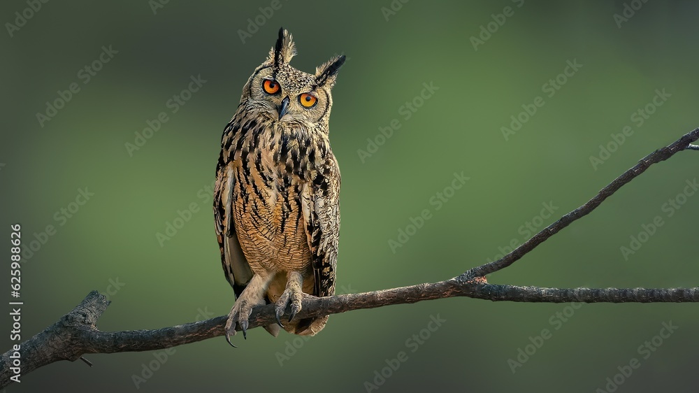 Obraz premium indian eagle owl