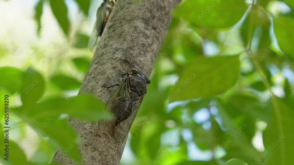 蝉が鳴く 蝉が鳴く