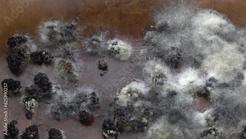 White mold on spoiled food. The mulberries are moldy. Bad food background. photo