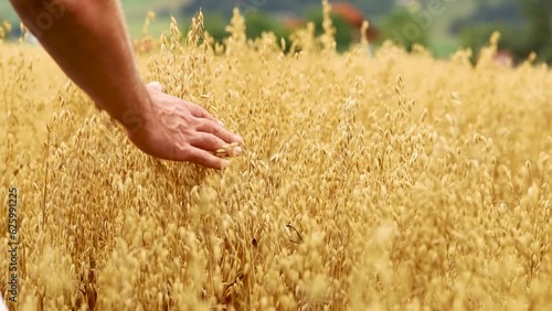 A man in a field of yellow oats runs his hand over the ears of corn
