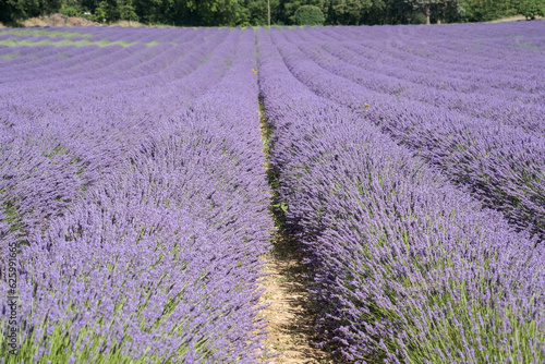 Beautiful lavender field with blooming lavandula flowers in Provence in july.  Provence-Alpes-Cote d Azur  South of France  Europe.