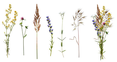 Meadow flowers and wild herbs and an example of a bouquet made from them. Botanical collection.