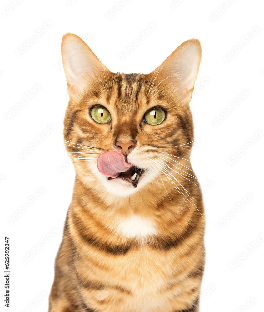 Licking hungry Bengal cat on a transparent background.