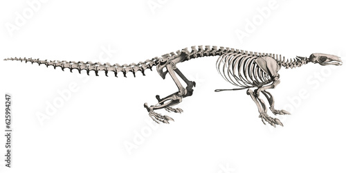Pangolin Animal Anatomy Skeleton Scientific Illustration Skull And Bones © ElCutter