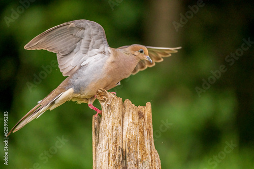 Dove Flying onto a post