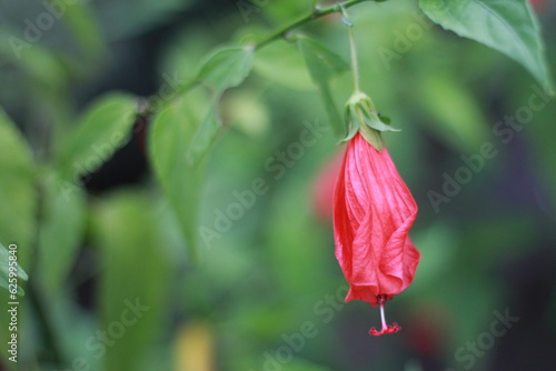 Red flowers of Malvaviscus arboreus (hibiscus, wax mallow, Turk’s cap, Turk’s turban, sleeping hibiscus, manzanilla, manzanita, ladies teardrop, Scotchman’s purse) with green leafs in the park photo